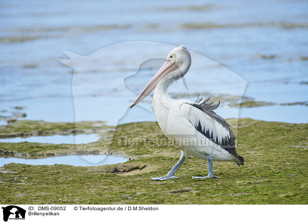 Brillenpelikan / Australian pelican / DMS-09052