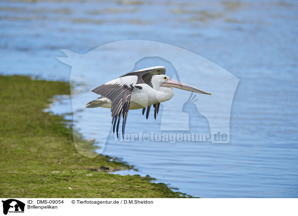 Brillenpelikan / Australian pelican / DMS-09054