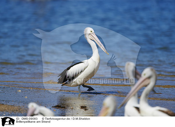 Brillenpelikane am Strand / Australian Pelicans at the beach / DMS-09083