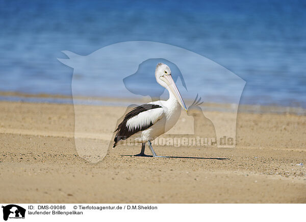 laufender Brillenpelikan / walking Australian Pelican / DMS-09086