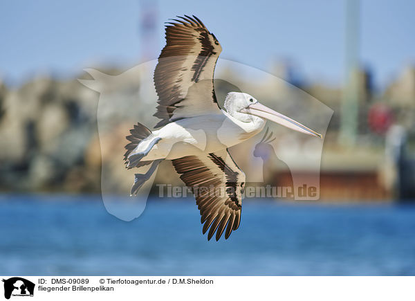 fliegender Brillenpelikan / flying Australian Pelican / DMS-09089