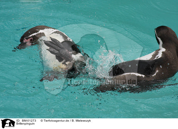 Brillenpinguin / African penguin / BM-01273