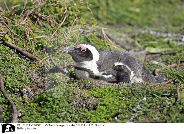 Brillenpinguin / African Penguin / FLPA-03032