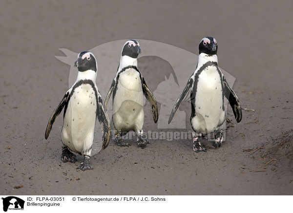 Brillenpinguine / African Penguins / FLPA-03051