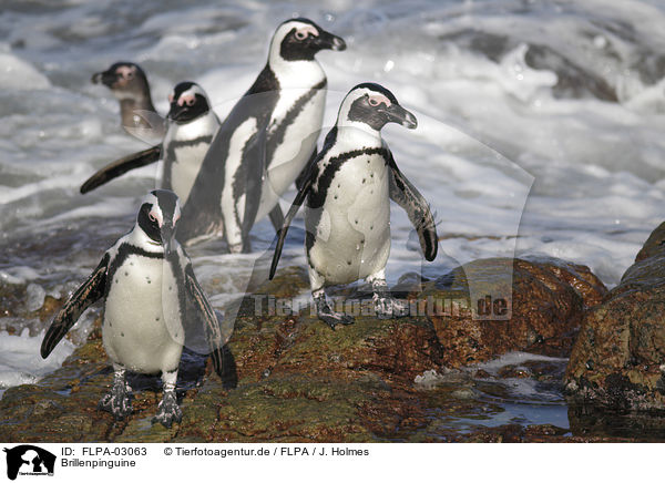 Brillenpinguine / African Penguins / FLPA-03063