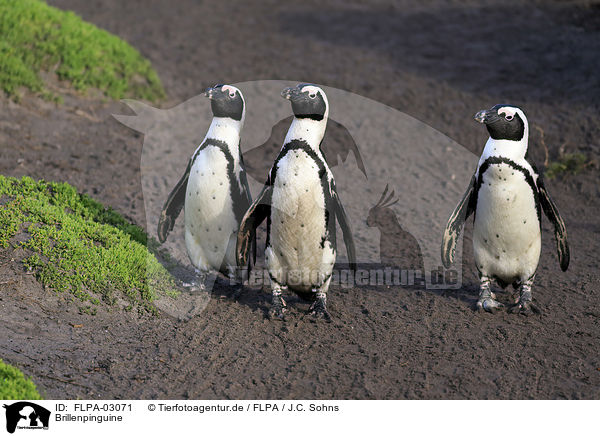 Brillenpinguine / African Penguins / FLPA-03071