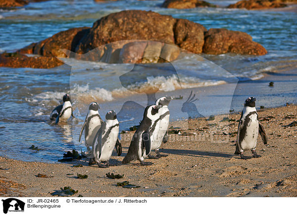 Brillenpinguine / African penguins / JR-02465