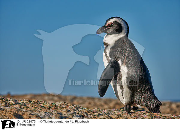 Brillenpinguin / African penguin / JR-02475