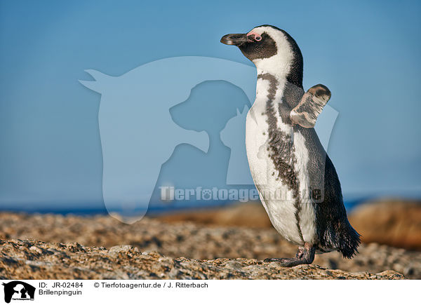 Brillenpinguin / African penguin / JR-02484