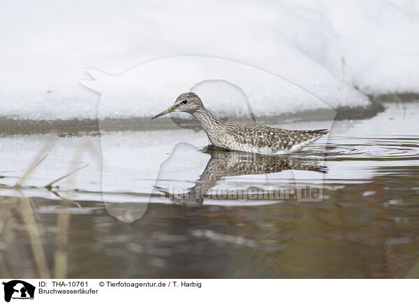 Bruchwasserlufer / wood sandpiper / THA-10761