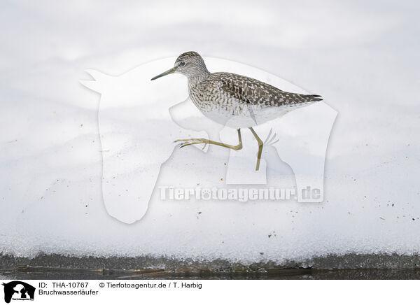 Bruchwasserlufer / wood sandpiper / THA-10767