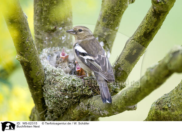 Buchfinken Nest / WS-02315