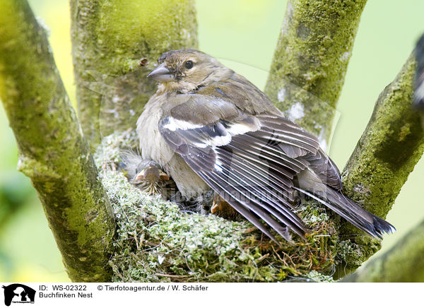 Buchfinken Nest / WS-02322