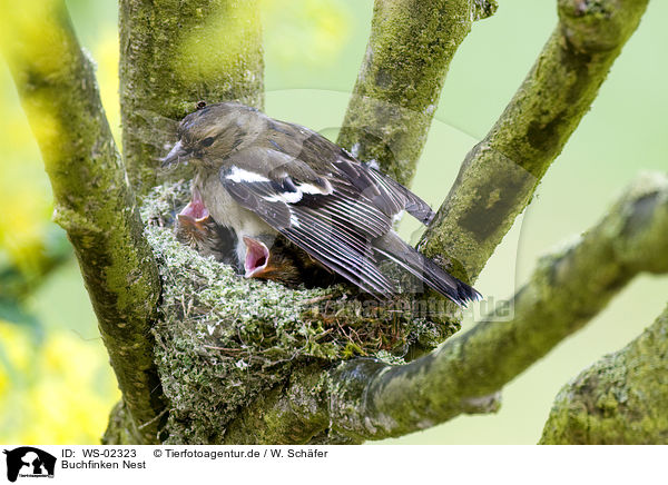 Buchfinken Nest / chaffinch nest / WS-02323