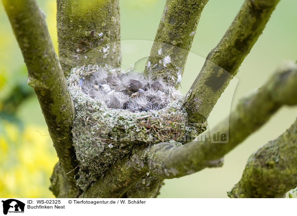 Buchfinken Nest / WS-02325