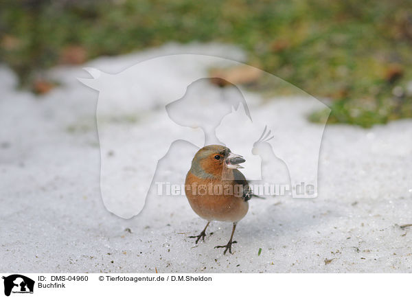 Buchfink / common chaffinch / DMS-04960