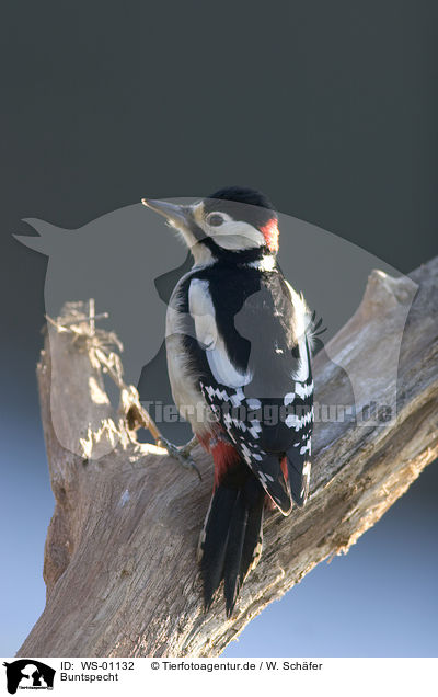 Buntspecht / great spotted woodpecker / WS-01132