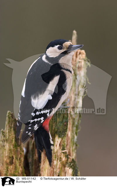 Buntspecht / great spotted woodpecker / WS-01142