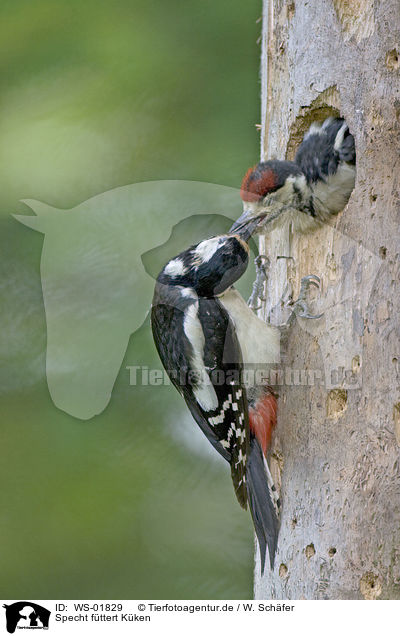 Specht fttert Kken / woodpecker feeds fledgling / WS-01829