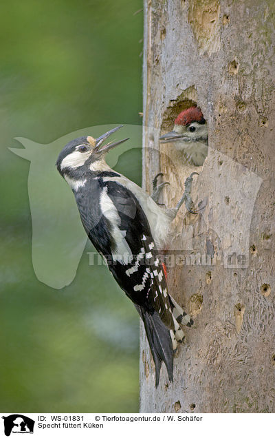 Specht fttert Kken / woodpecker feeds fledgling / WS-01831