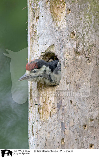 junger Specht / young woodpecker / WS-01857