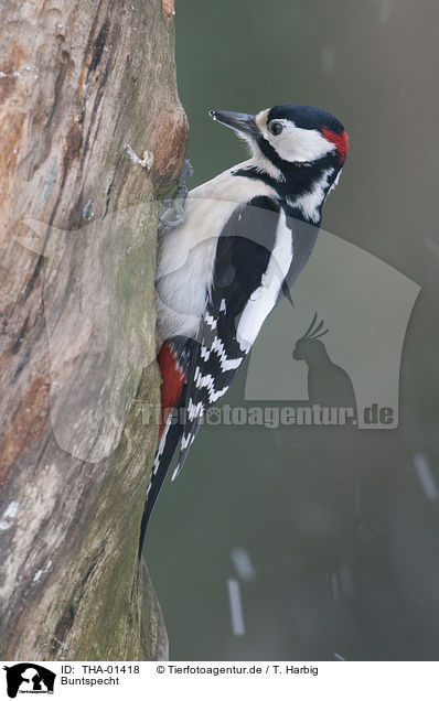 Buntspecht / great spotted woodpecker / THA-01418