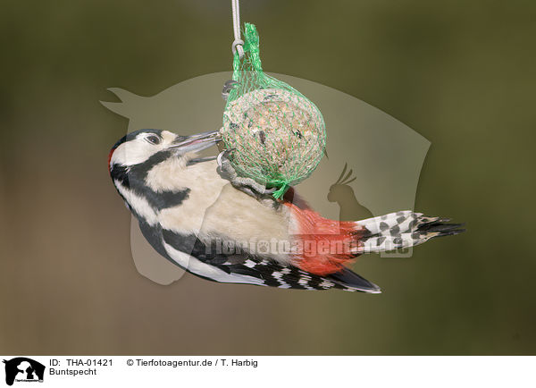 Buntspecht / great spotted woodpecker / THA-01421