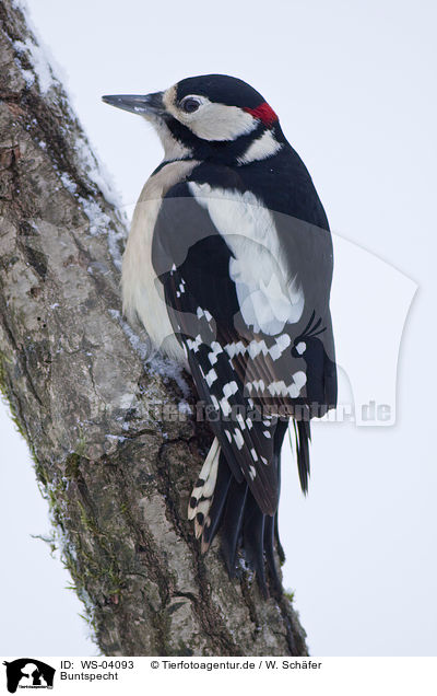 Buntspecht / great spotted woodpecker / WS-04093