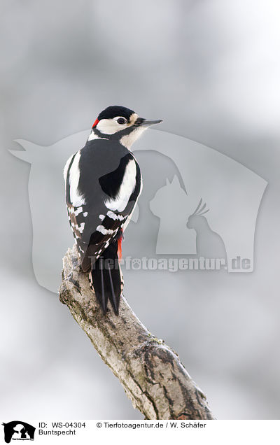 Buntspecht / great spotted woodpecker / WS-04304