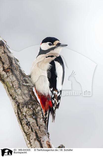 Buntspecht / great spotted woodpecker / WS-04305