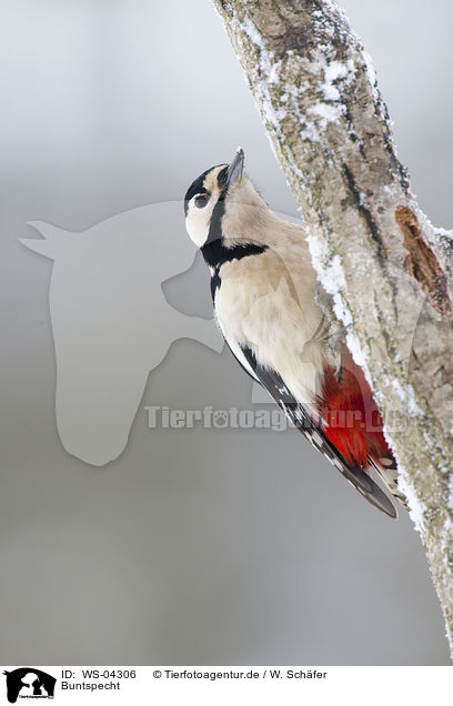Buntspecht / great spotted woodpecker / WS-04306