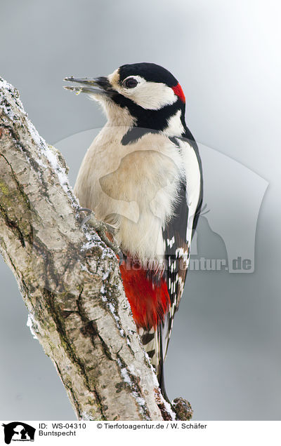 Buntspecht / great spotted woodpecker / WS-04310