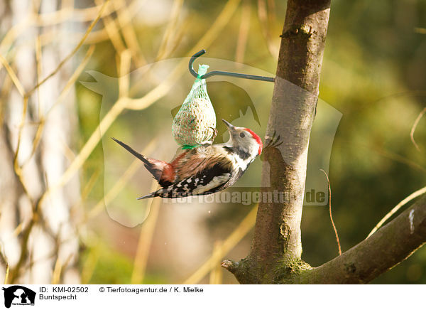 Buntspecht / great spotted woodpecker / KMI-02502