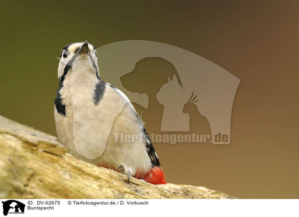 Buntspecht / great spotted woodpecker / DV-02675