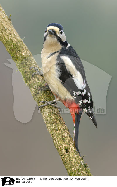 Buntspecht / great spotted woodpecker / DV-02677