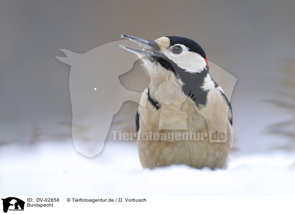 Buntspecht / great spotted woodpecker / DV-02858