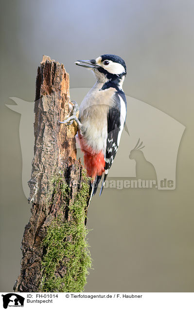Buntspecht / Great spotted Woodpecker / FH-01014