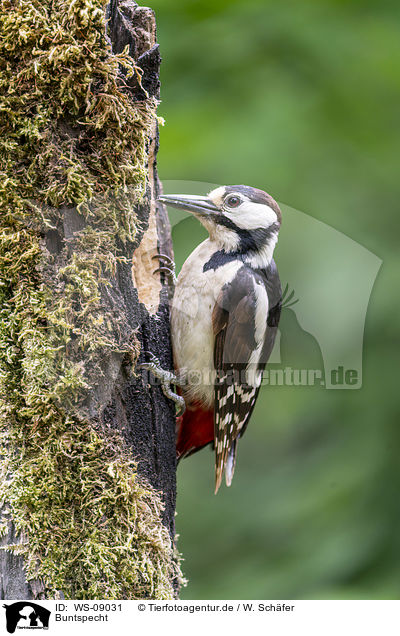Buntspecht / Great spotted Woodpecker / WS-09031