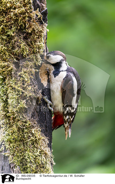 Buntspecht / Great spotted Woodpecker / WS-09035