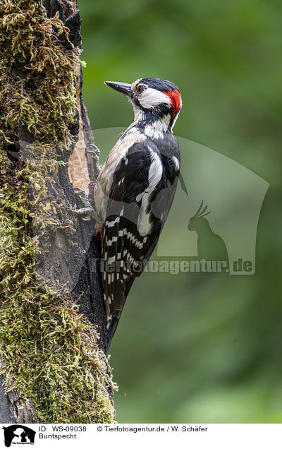 Buntspecht / Great spotted Woodpecker / WS-09038
