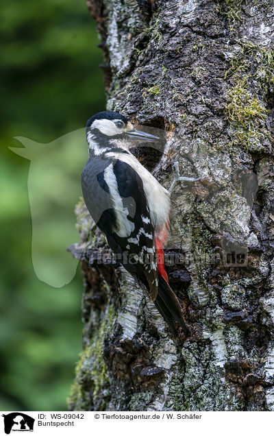 Buntspecht / Great spotted Woodpecker / WS-09042