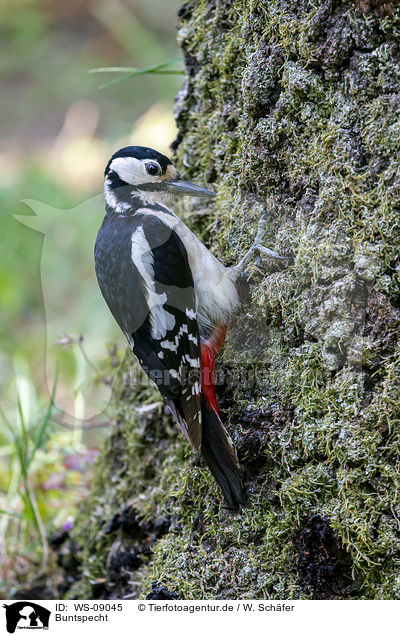 Buntspecht / Great spotted Woodpecker / WS-09045