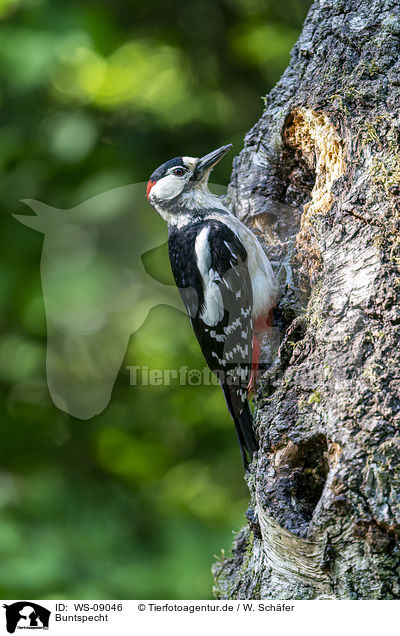 Buntspecht / Great spotted Woodpecker / WS-09046