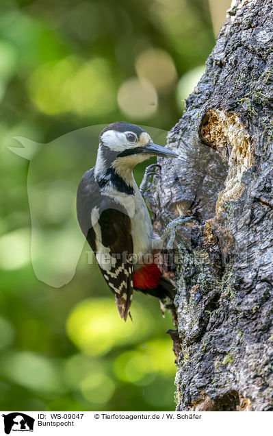 Buntspecht / Great spotted Woodpecker / WS-09047