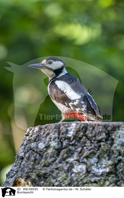 Buntspecht / Great spotted Woodpecker / WS-09050