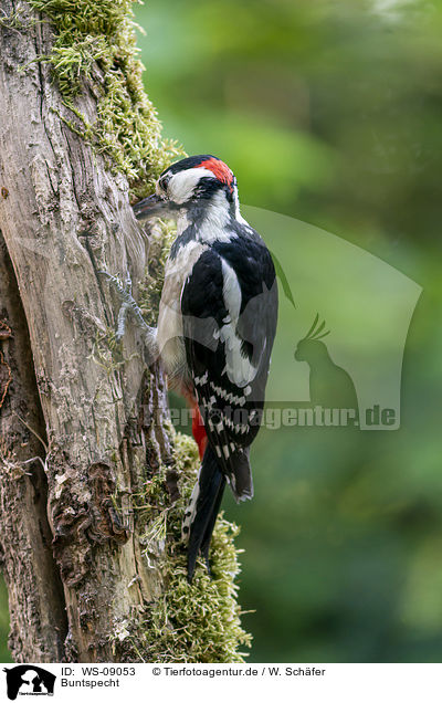 Buntspecht / Great Spotted Woodpecker / WS-09053