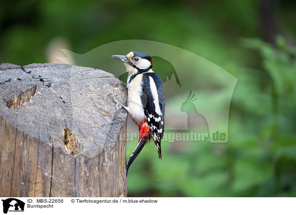 Buntspecht / Great spotted Woodpecker / MBS-22656