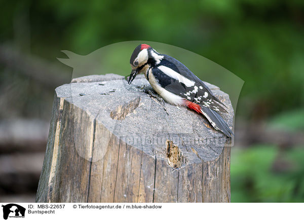 Buntspecht / Great spotted Woodpecker / MBS-22657