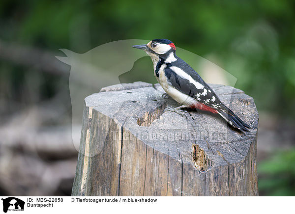 Buntspecht / Great spotted Woodpecker / MBS-22658