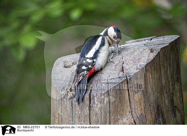 Buntspecht / Great spotted Woodpecker / MBS-22701